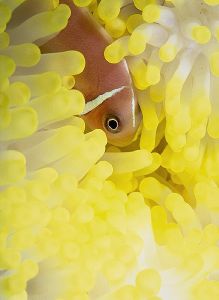 Anemonefish, Fiji  Nikon F4, 105Macro, Aquatica, Ikelite ... by Andrew Dawson 